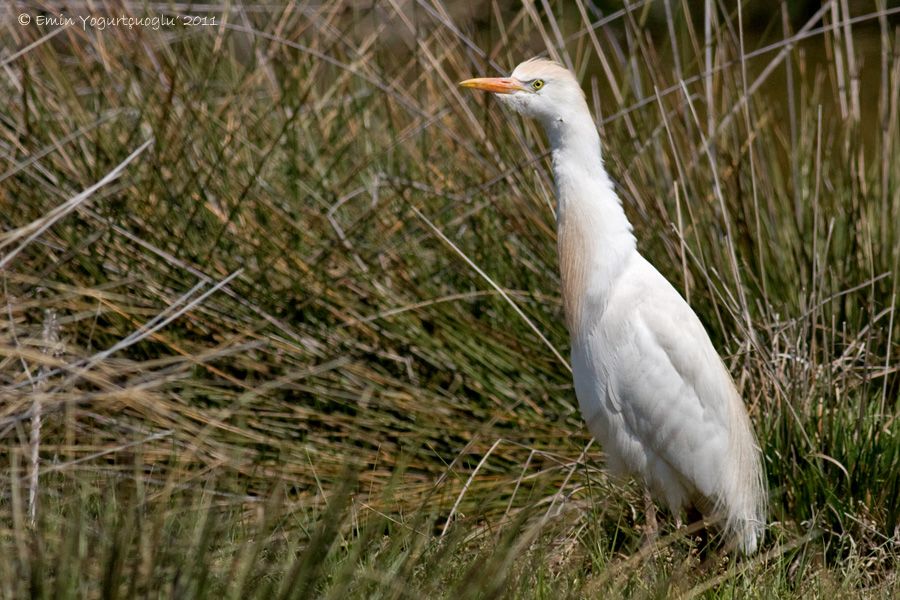 Sığır balıkçılı