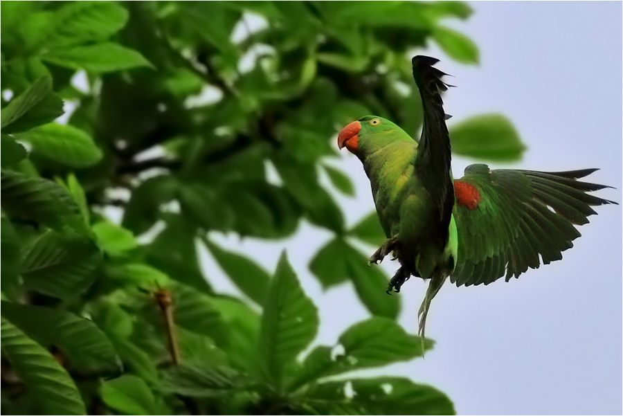 İskender papağanı