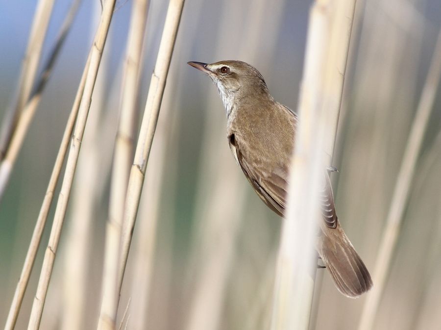 Büyük kamışçın