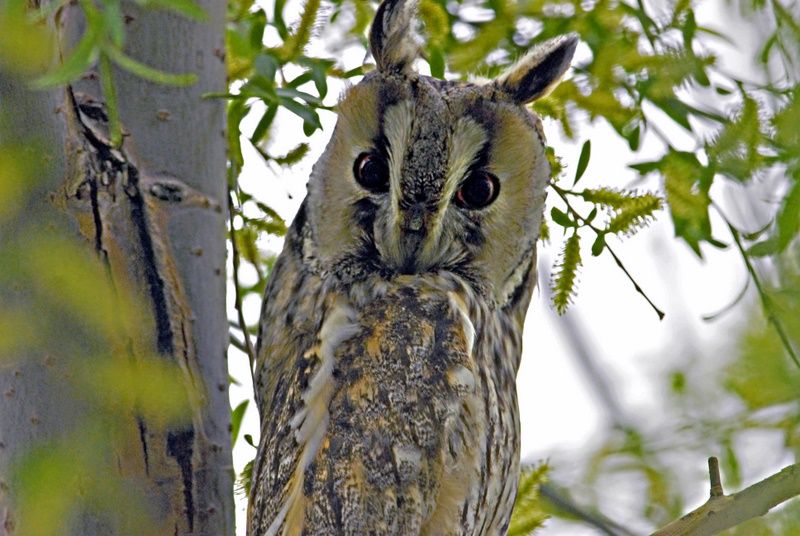 Kulaklı orman baykuşu