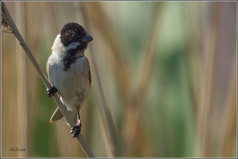 Bataklık Kirazkuşu