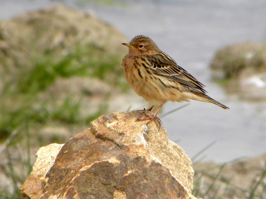 Kızılgerdanlı incirkuşu