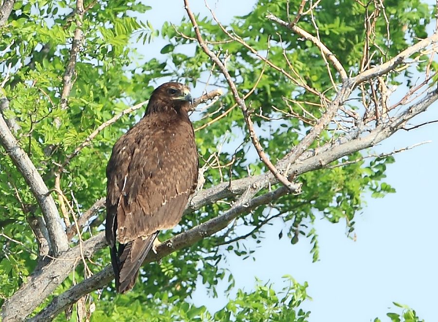Büyük orman kartalı