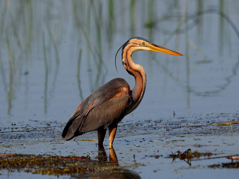 Erguvani balıkçıl