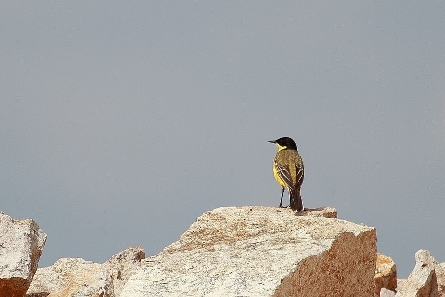 Sarı kuyruksallayan