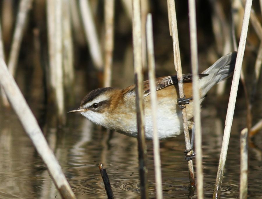 Bıyıklı kamışçın