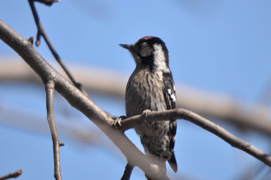 Küçük ağaçkakan