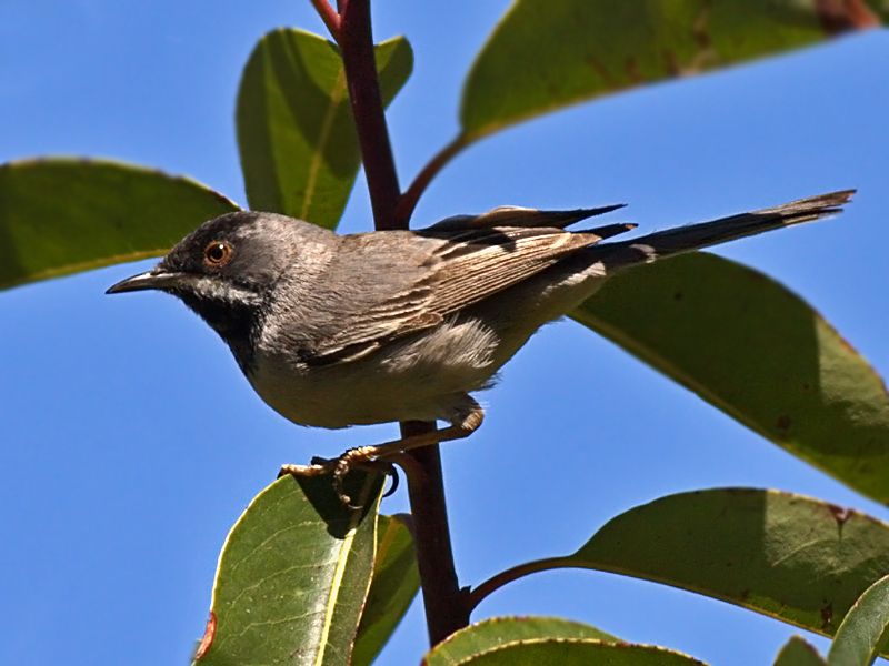 Karaboğazlı ötleğen