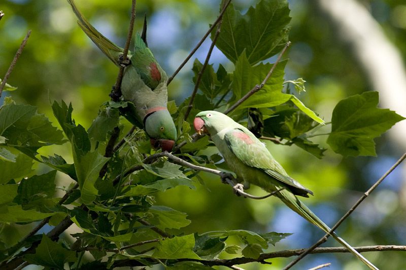 İskender papağanı