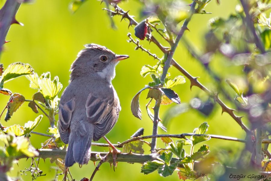 Akgerdanlı ötleğen