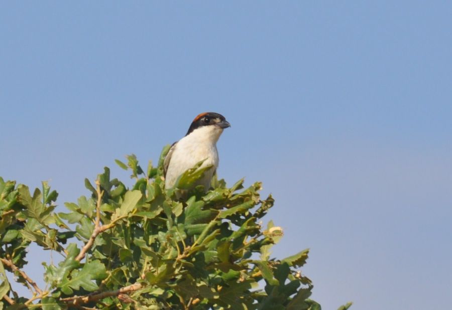 Kızılbaşlı örümcekkuşu
