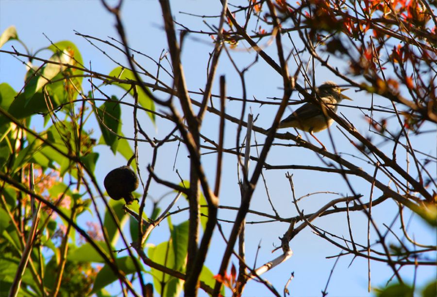 Akgerdanlı ötleğen