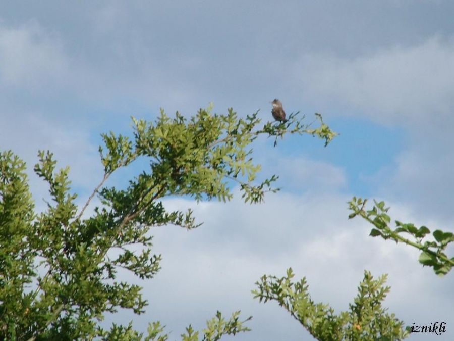 Akgerdanlı ötleğen