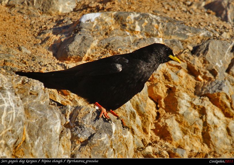 Sarıgagalı dağ kargası
