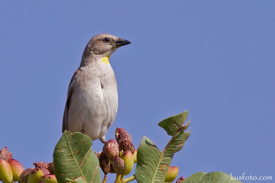 Sarıboğazlı serçe