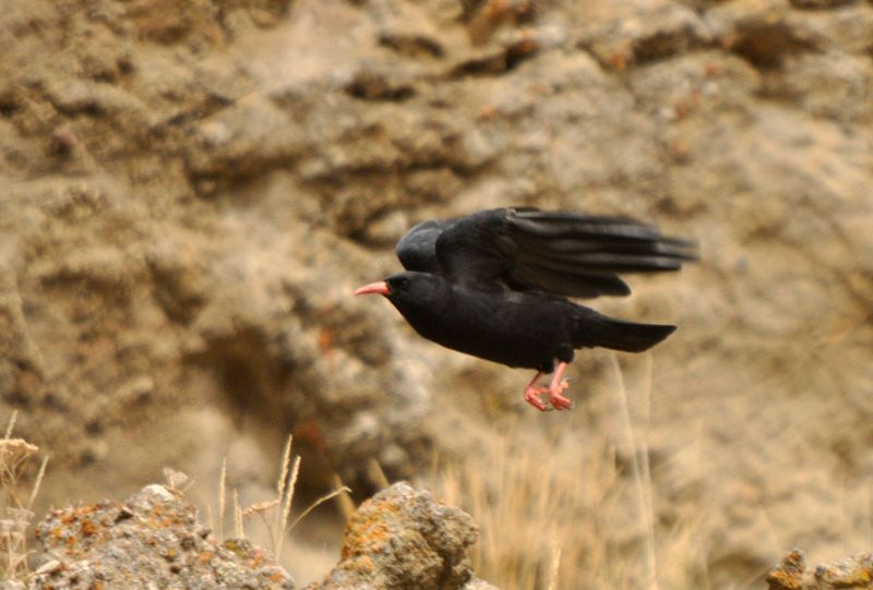 Kırmızıgagalı dağ kargası