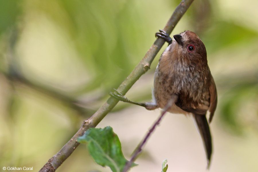 Uzunkuyruklu baştankara