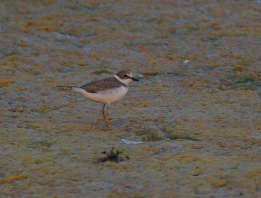 Halkalı küçük cılıbıt