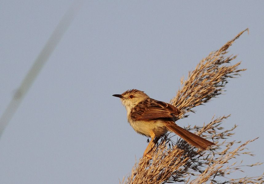 Dikkuyruklu ötleğen