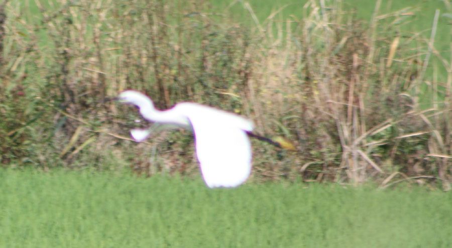 Küçük ak balıkçıl