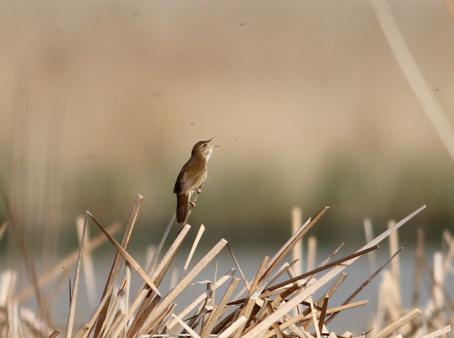 Bataklık kamışçını