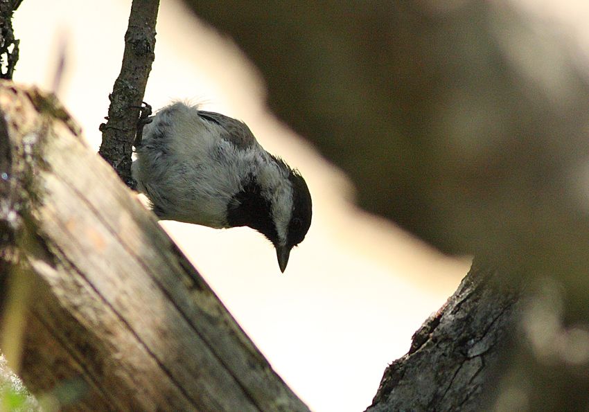 Akyanaklı baştankara