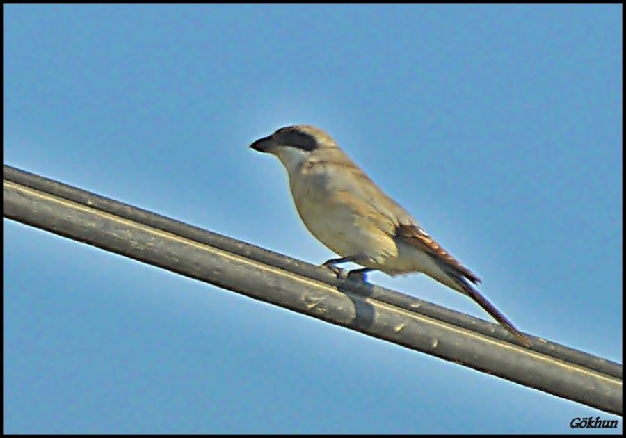 Karaalınlı örümcekkuşu