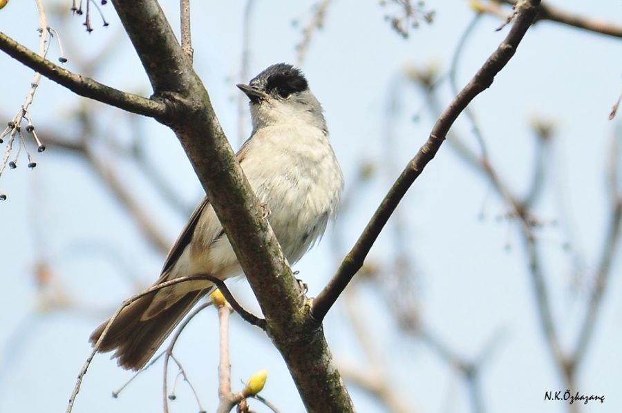 Karabaşlı ötleğen