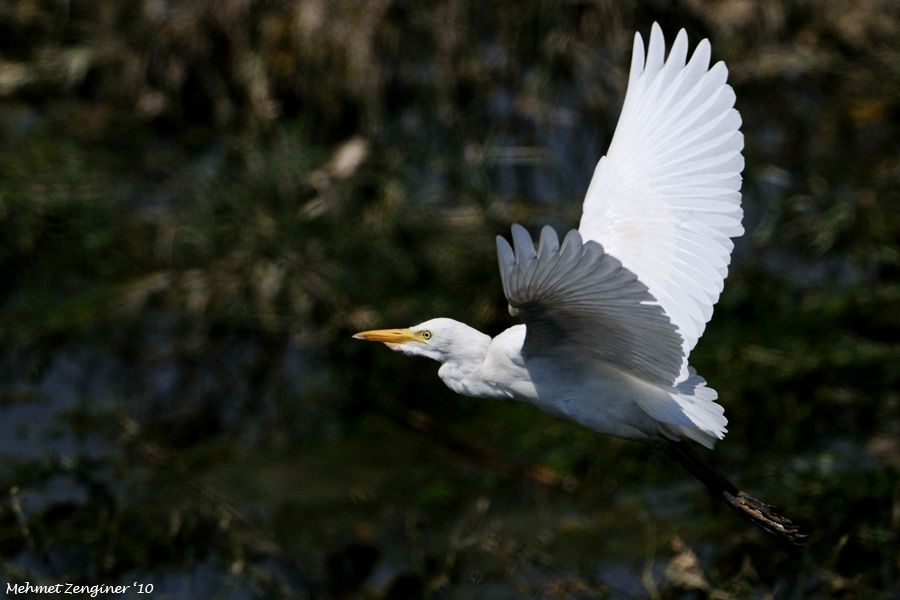 Sığır balıkçılı