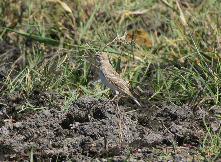 Türkistan çorak toygarı