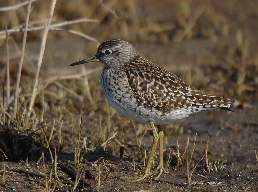 Orman düdükçünü