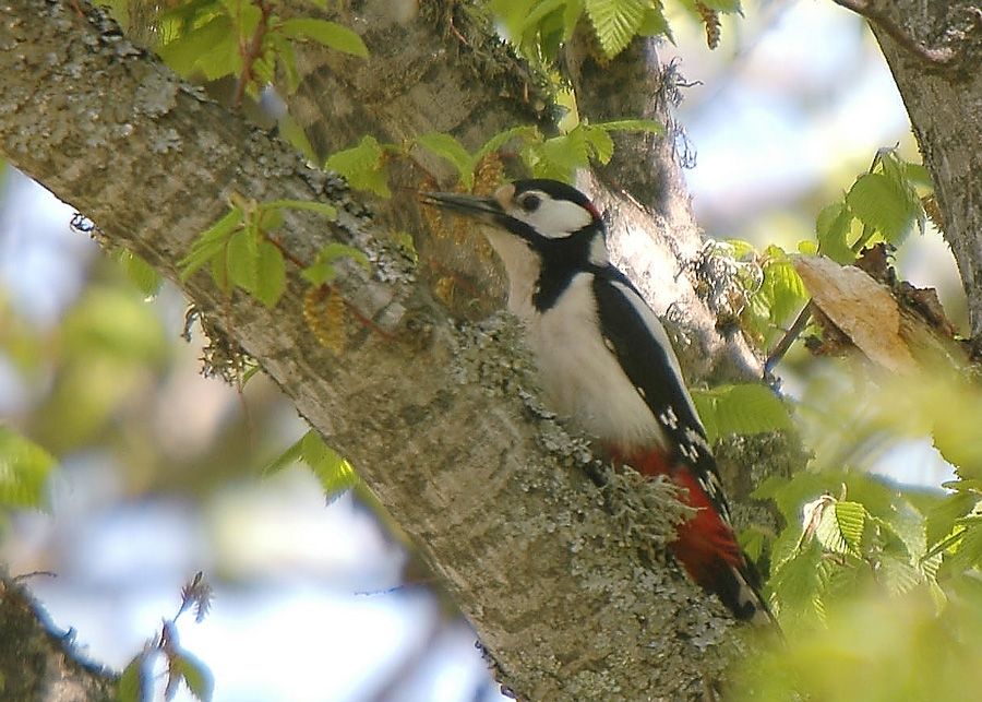 Orman alaca ağaçkakanı