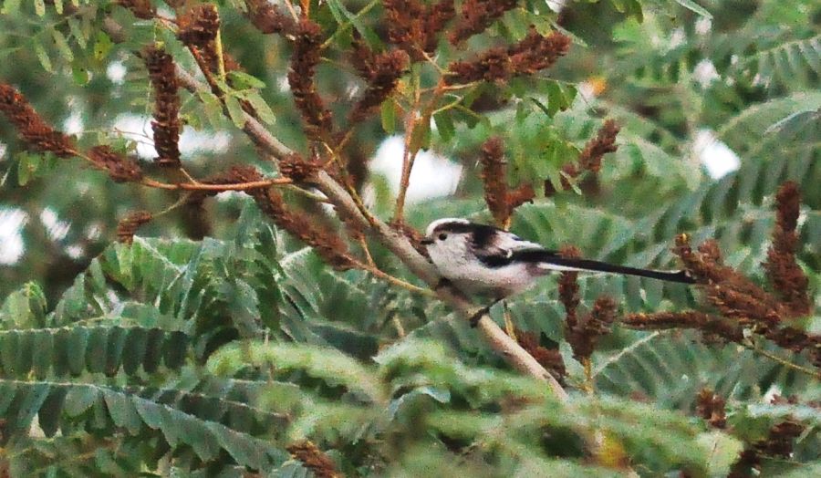 Uzunkuyruklu baştankara