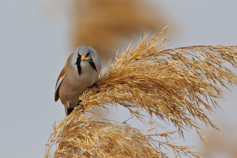Bıyıklı baştankara