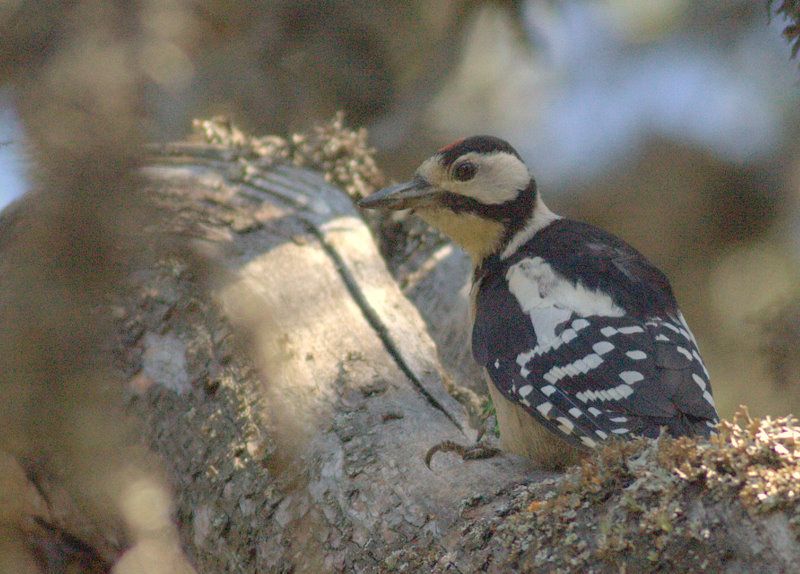 Orman alaca ağaçkakanı