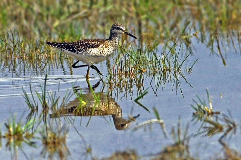 Orman düdükçünü