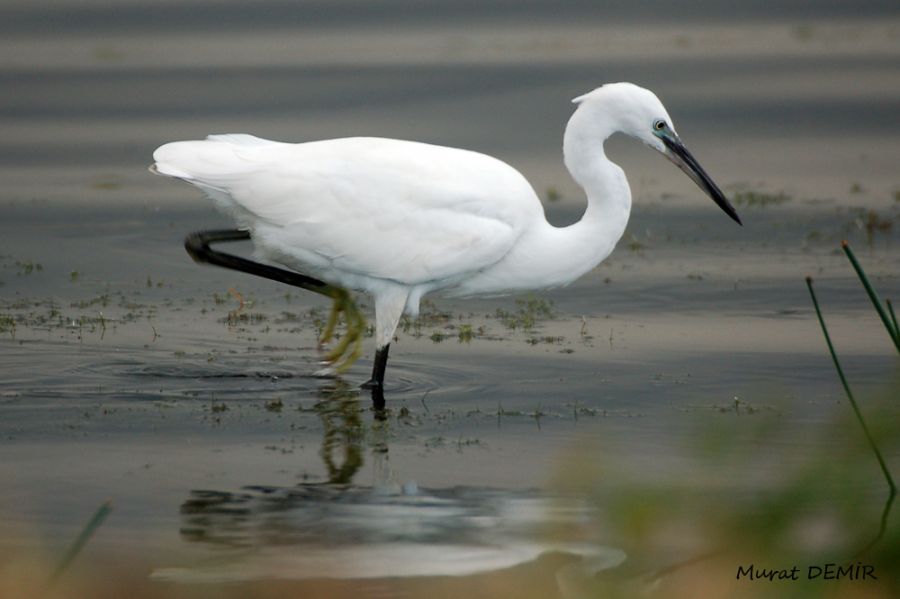 Küçük ak balıkçıl