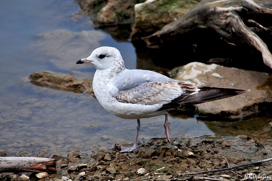 Küçük gümüş martı
