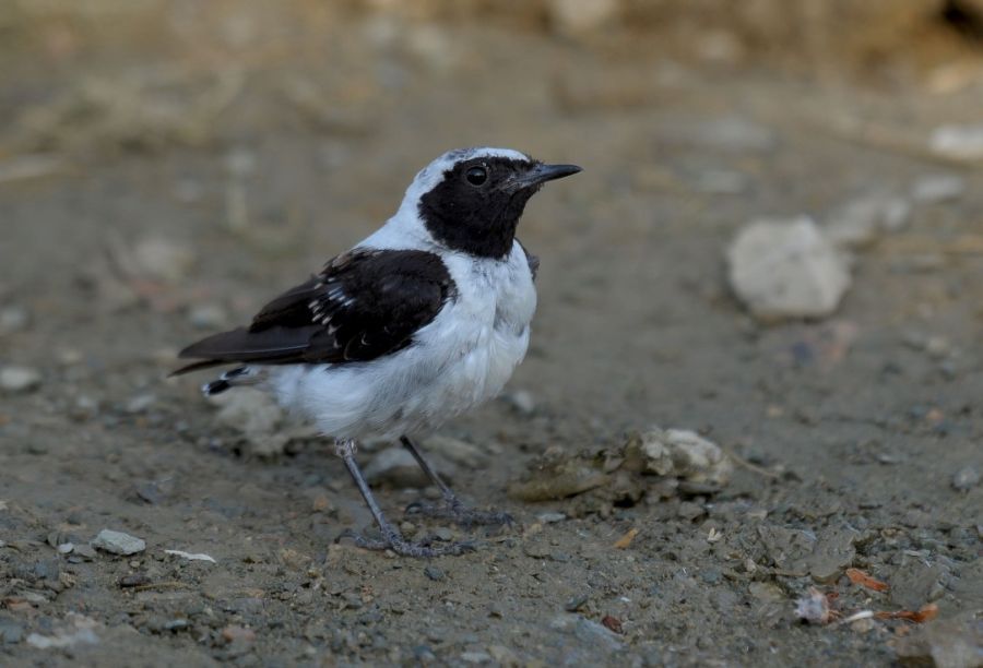 Karakulaklı kuyrukkakan