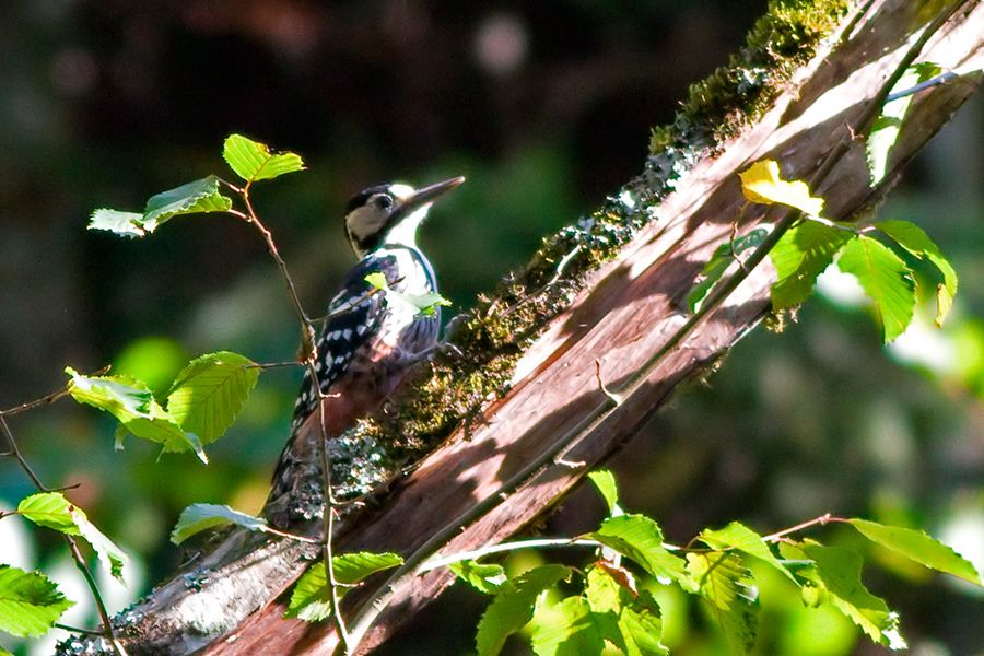 Aksırtlı ağaçkakan
