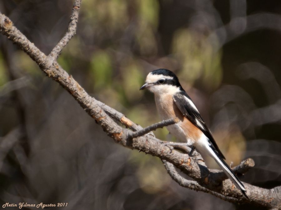 Maskeli örümcekkuşu
