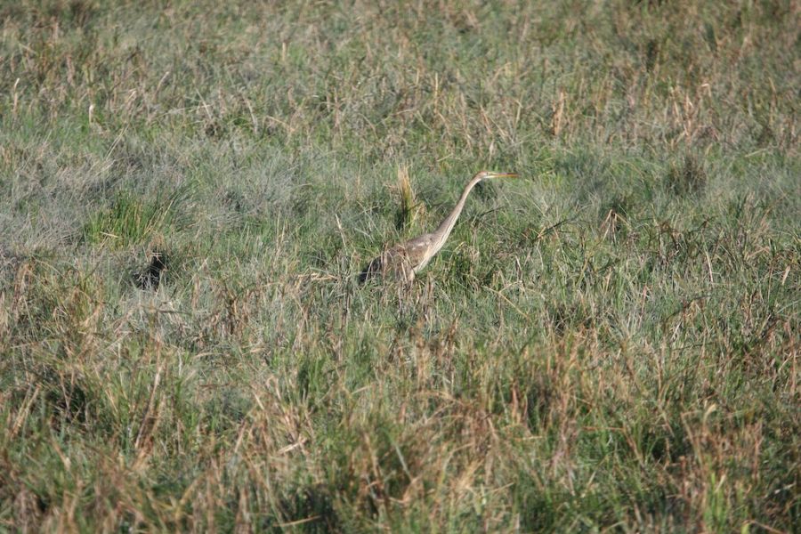 Erguvani balıkçıl