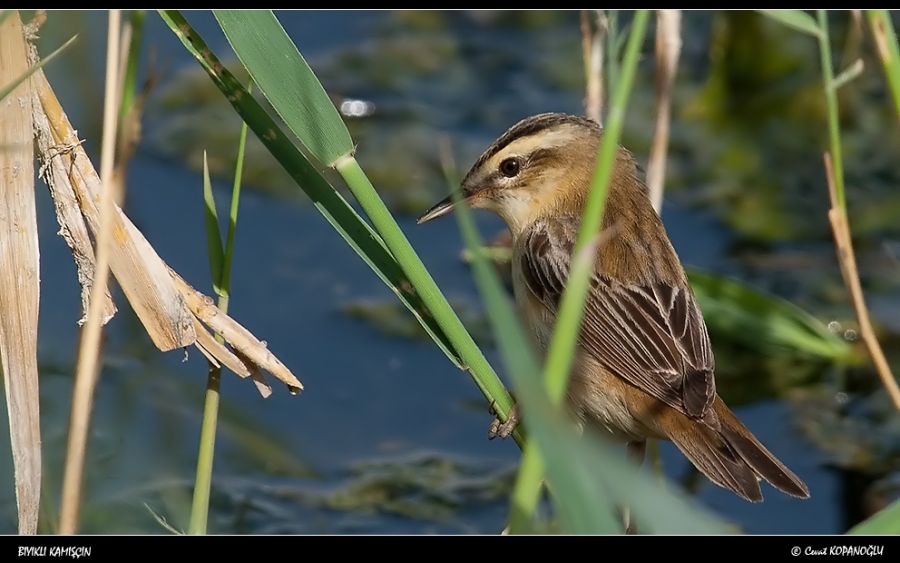 Kındıra kamışçını