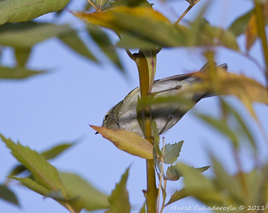 Sarıkaşlı çıvgın