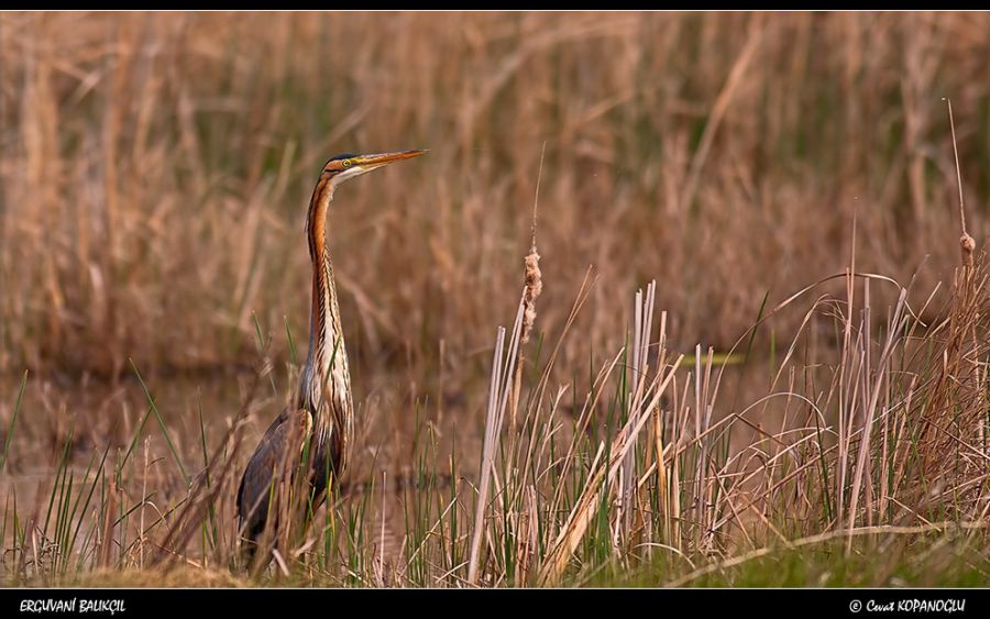 Erguvani balıkçıl