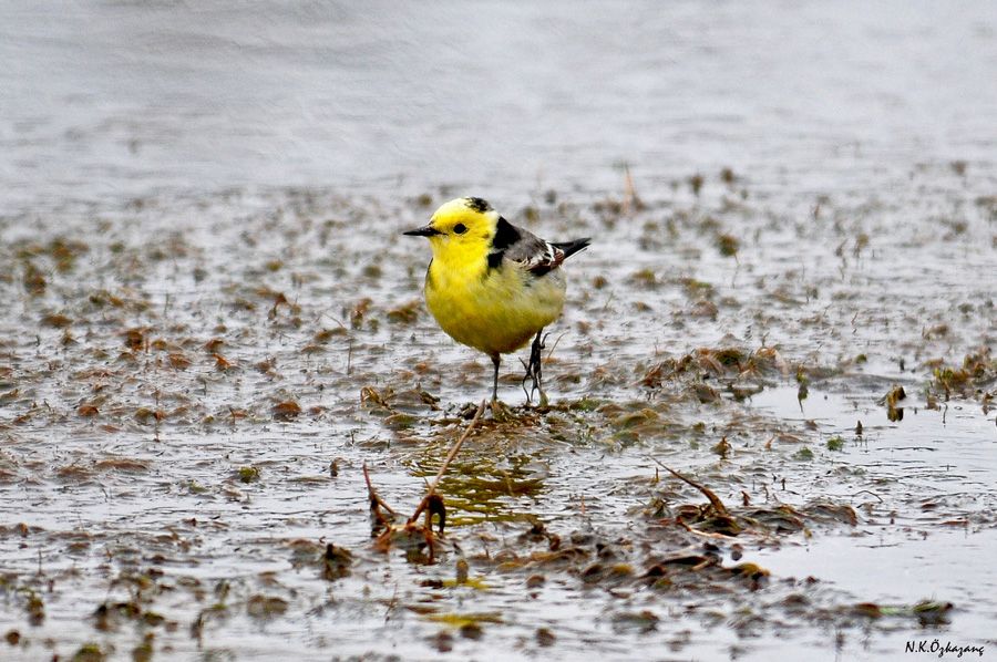 Sarıbaşlı kuyruksallayan