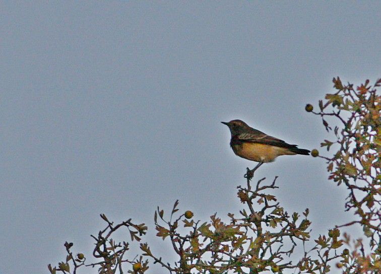 Kıbrıs kuyrukkakanı