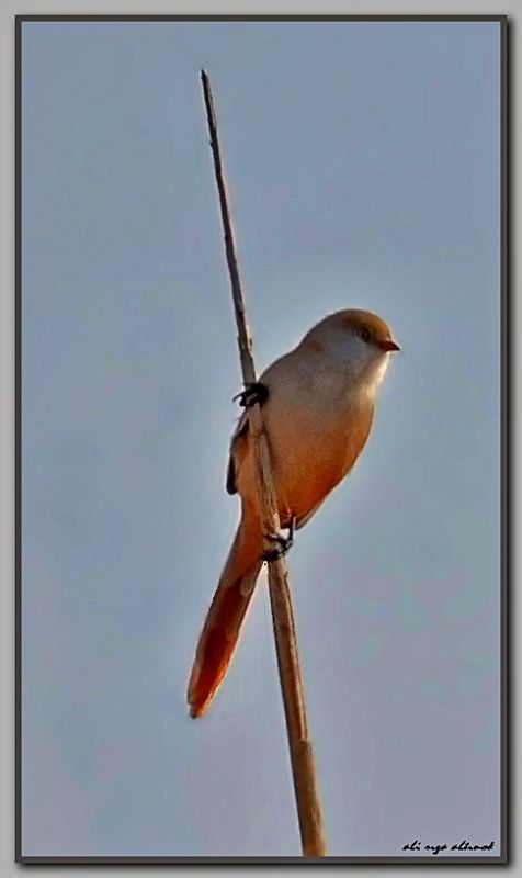 Bıyıklı baştankara