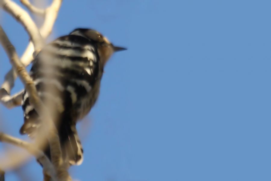 Küçük ağaçkakan