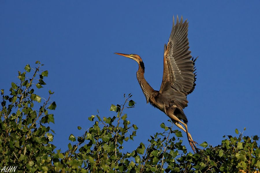 Erguvani balıkçıl